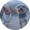 mascotas mascotas